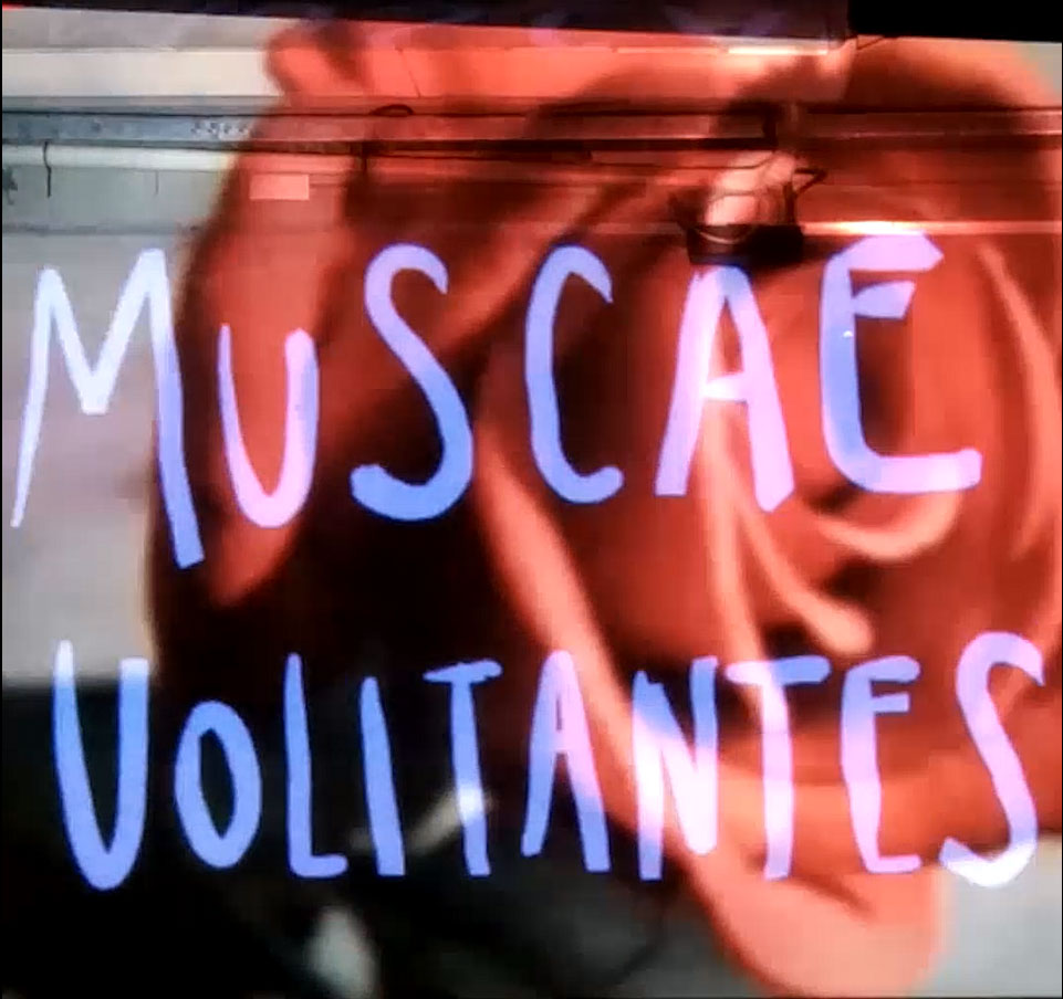 Muscae Volitantes — photo 1